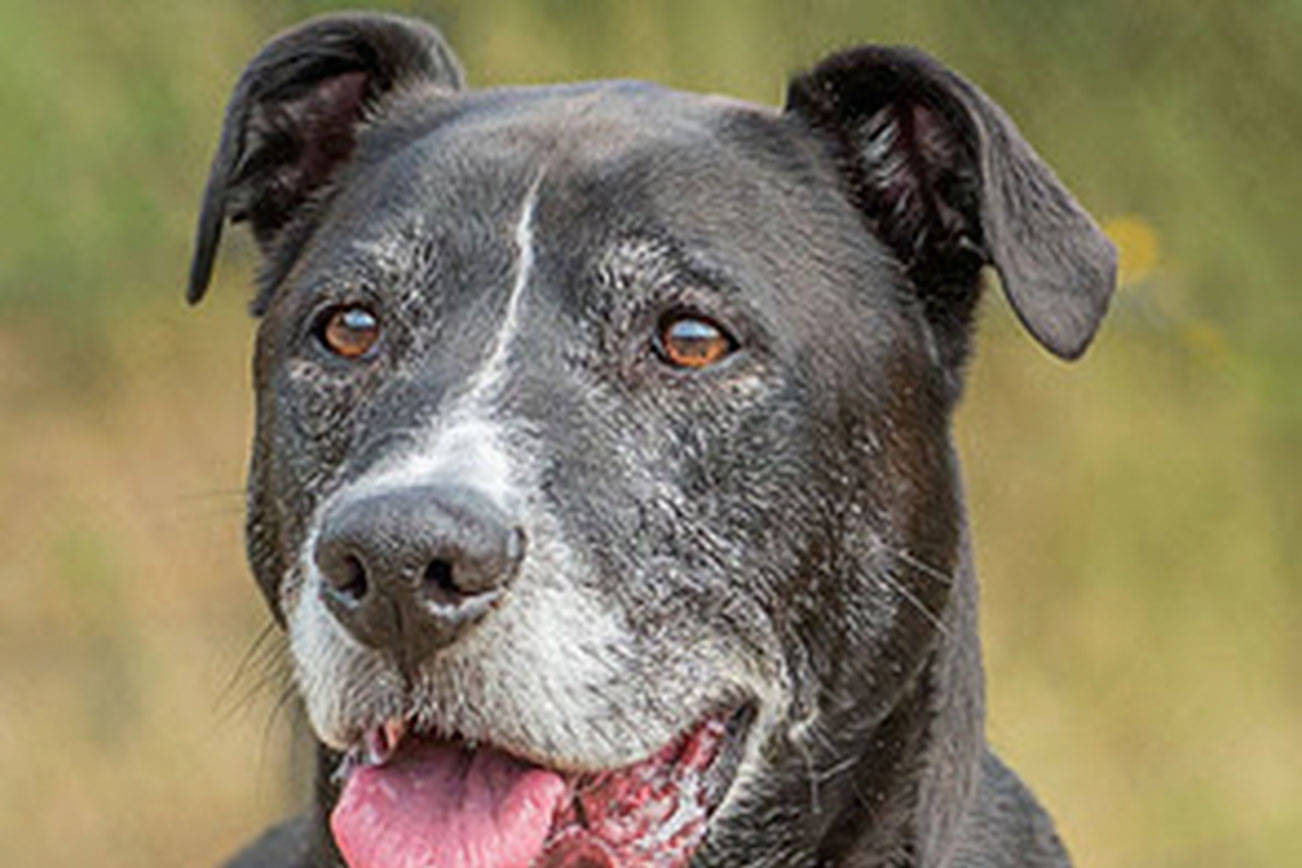 Meet Gomer. He’s up for adoption from Everett Animal Shelter
