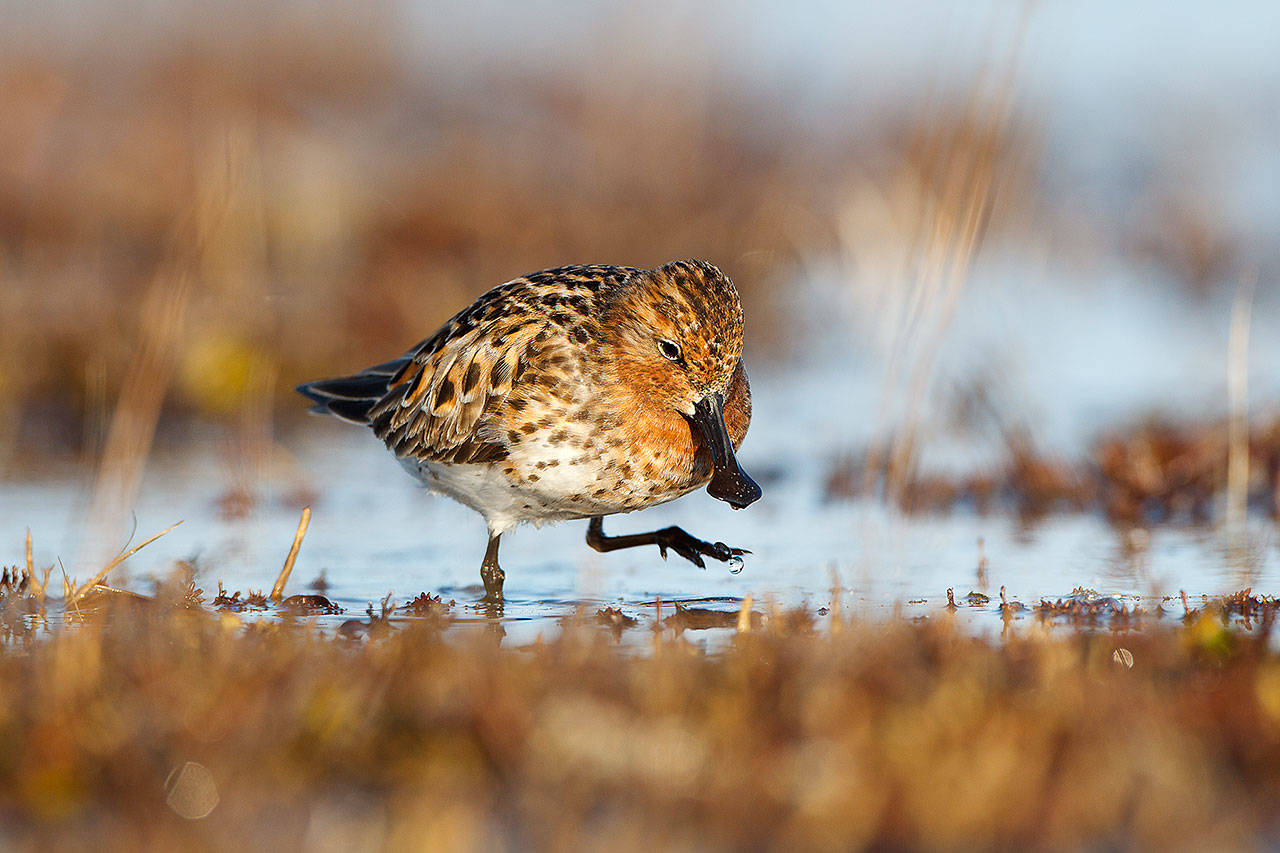 In this photo from the Mountaineers book “The Living Bird: 100 Years of Listening to Nature,” a spoon-billed sandpiper forages in a shallow tundra pond in Chukotka, Russia. (Photo by Gerrit Vyn)
