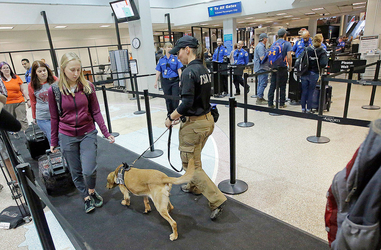 A dog sniffs passengers while working with his Transportation Security Administration explosive detection canine handler at the Salt Lake City International Airport on June 13. (AP Photo/Rick Bowmer)