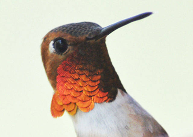 Rufous hummingbird (Sue Misao / The Herald)