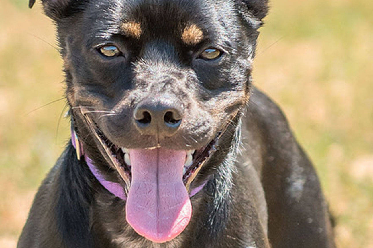 Everett Animal Shelter has a few new dogs to adopt