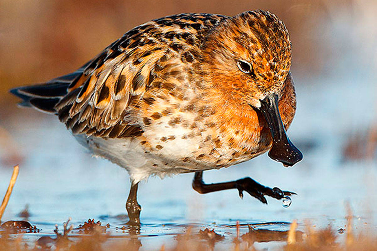 Nature books inspire young and old to explore the outdoors