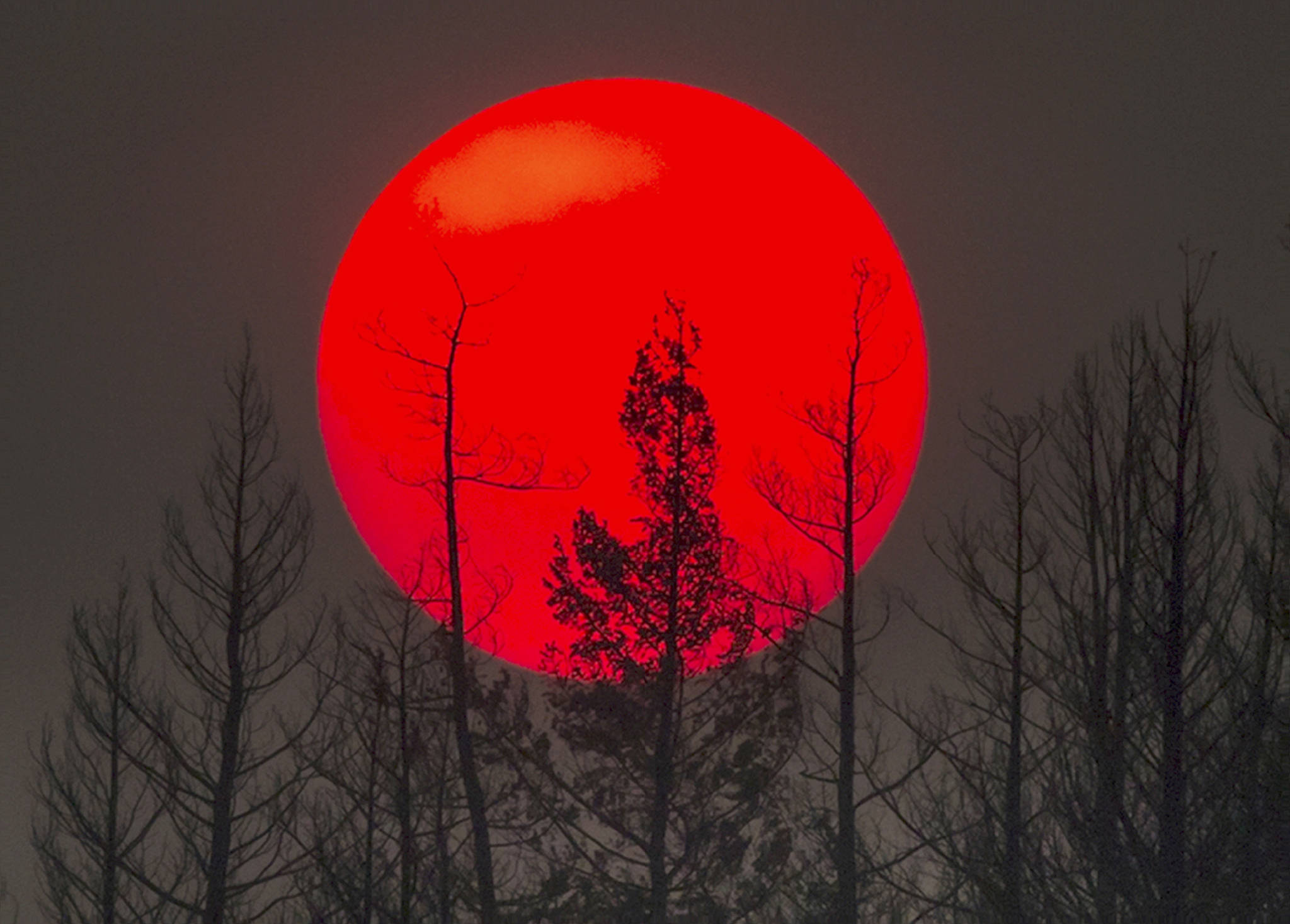 The sun is obscured by smoke from wildfires in the distance behind burnt trees in Williams Lake, British Columbia, on Sunday. (Darryl Dyck/The Canadian Press via AP)