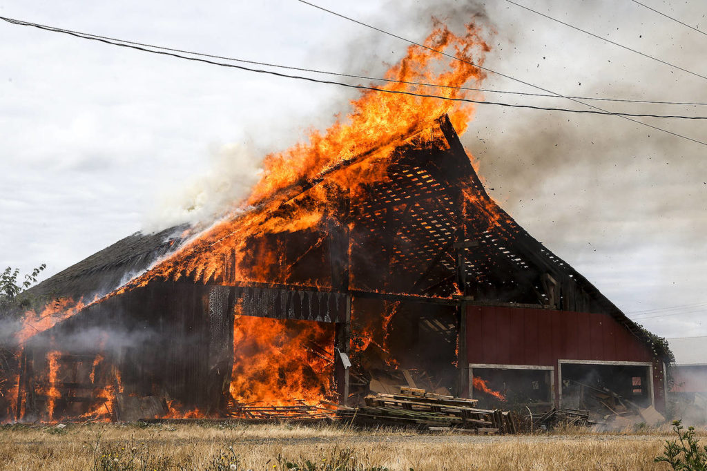 Flames kick up off the roof of an old barn used as a practice burn by local fire departments on the Ovenell property in Stanwood on Friday, Aug. 18. (Ian Terry / The Herald)
