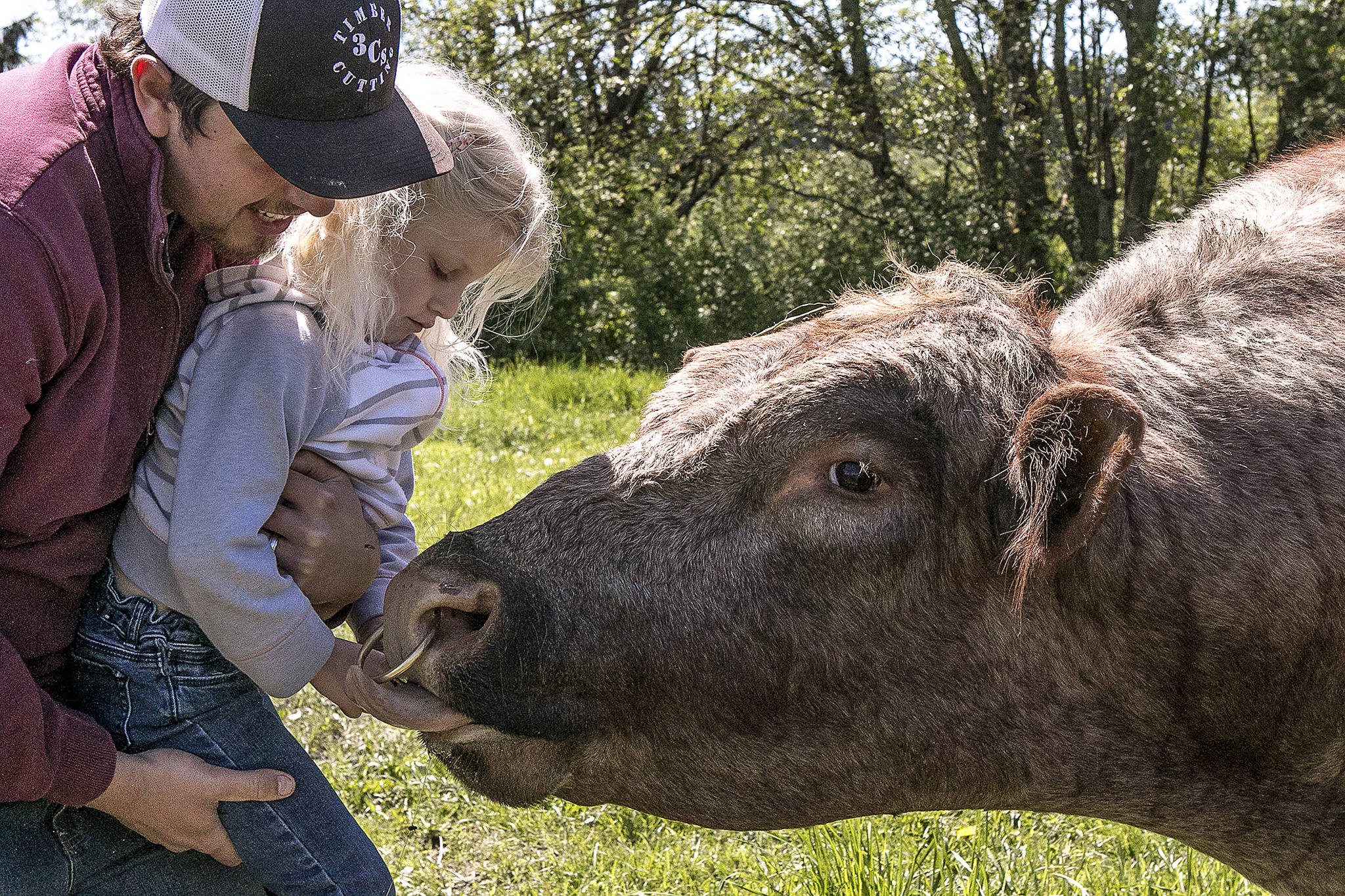 A girl feeds a bull with her uncle on Justamare Farm near Snohomish. The bull’s gentle disposition stems from the family-owned farm’s dedication to their animals, wrote Julie Allen in her artist statement as part of the Photovoice project. (Courtesy of Julie Allen / Justamare Farm)