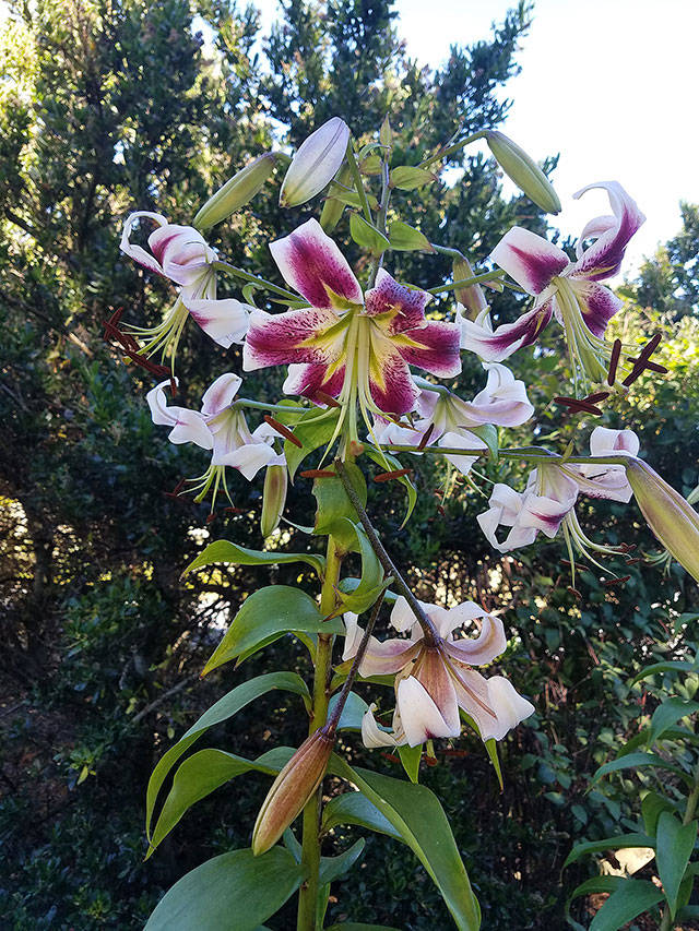 Lilium “Leslie Woodriff” is a cross between oriental and trumpet lilies. (Sandra Schumacher/For The Herald)