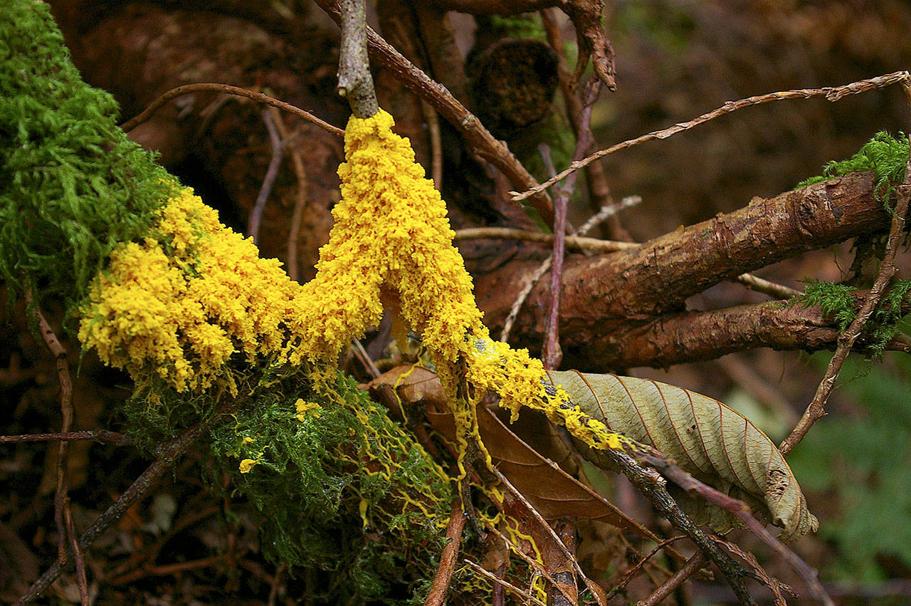 Slime mold comes in many forms. Perhaps the one that hikers notice most is Fulgio septica, or the aptly-named dog vomit. (Kim Brown)