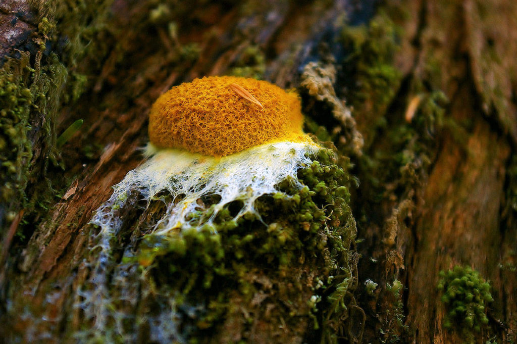 Slime mold, which sometimes looks like an egg, can pulse along at speeds up to 4 centimeters per hour. It can tear itself into separate pieces and then put itself together again, casting about for food. (Kim Brown)
