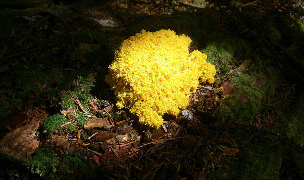 A dog vomit slime mold bathed in early morning light off a Mount Baker-Snoqualmie National Forest trail. (Kim Brown)
