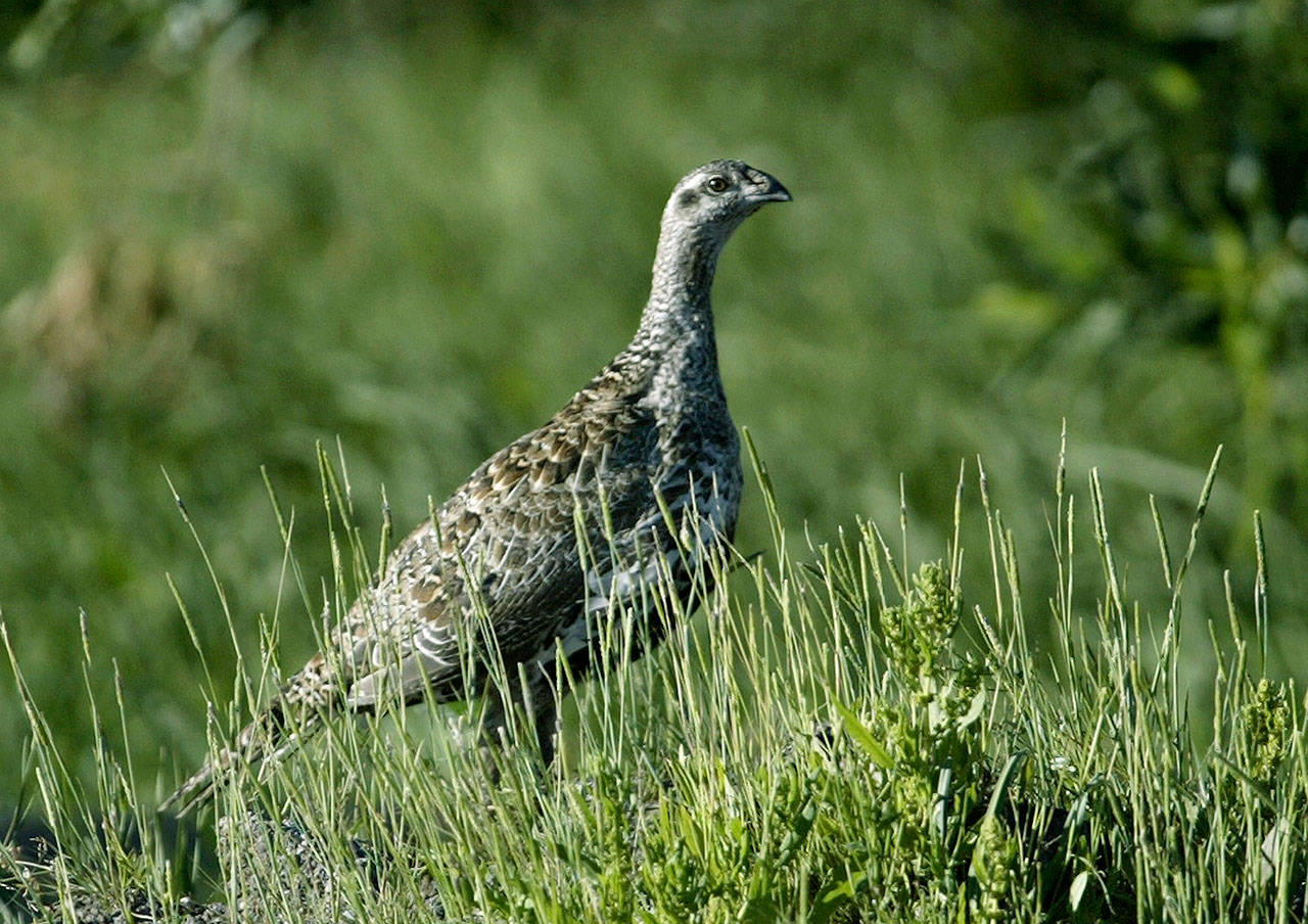 A sage grouse is seen near Fallon, Nevada. Interior Secretary Ryan Zinke says a new federal plan to protect the threatened sage grouse will better align with conservation efforts in 11 Western states where the bird lives. (AP Photo/Cathleen Allison, File)