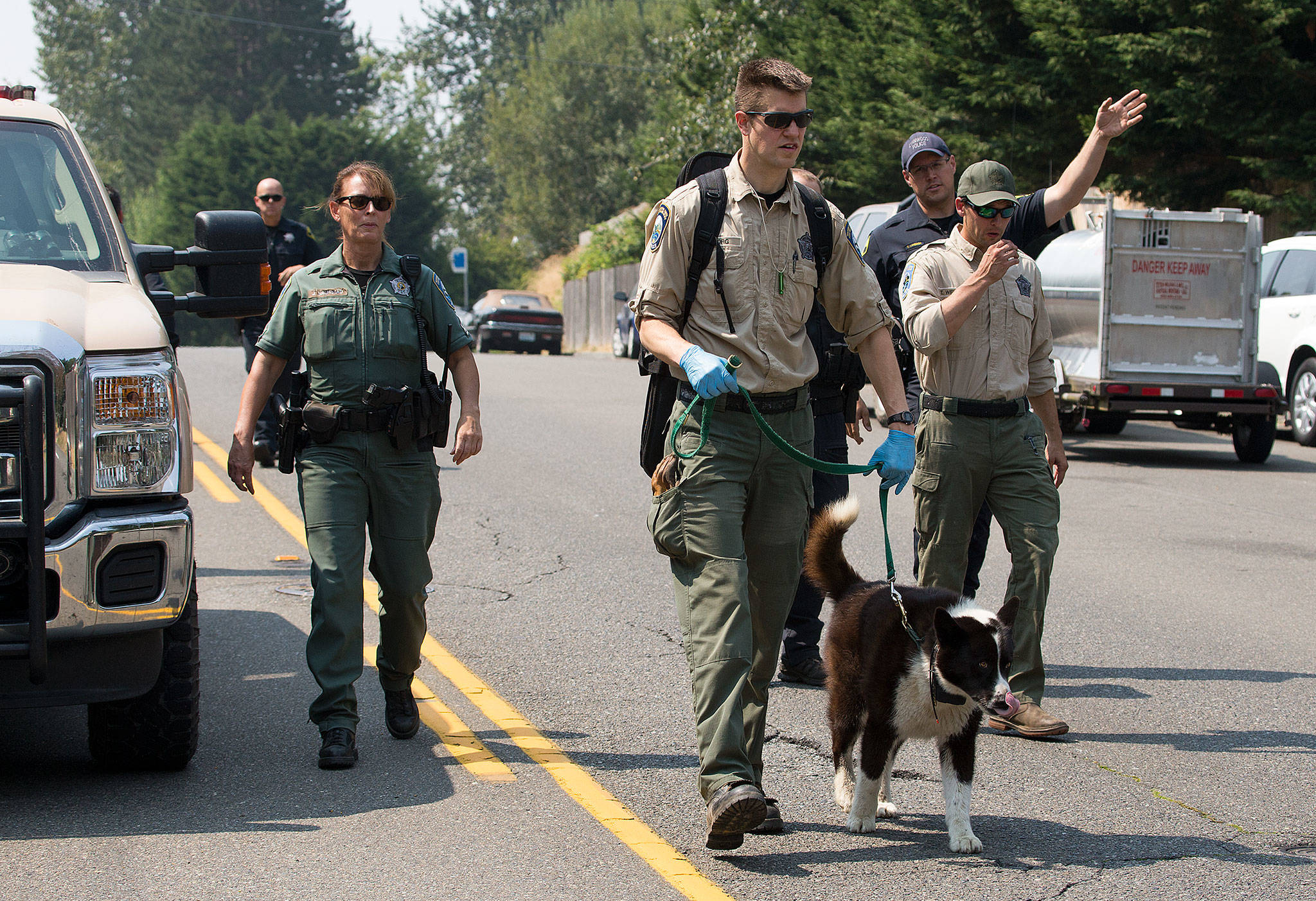Washington Department of Fish and Wildlife Officer Nicholas Jorg and his Karelian bear dog, Colter, get ready to head into woods along the 3500 block of 204th Street SW in Lynnwood in search of a mother bear and her cub, who were spotted in the area Tuesday. (Andy Bronson / The Herald)