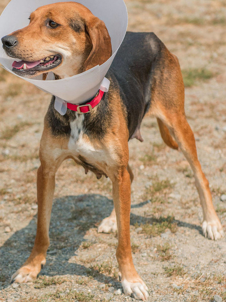 Lindsey is an active girl that loves to run and play! She gets along OK with other dogs here but would like a meet and greet with any resident dogs. She will likely chase cats for fun. Lindsey still needs to gain quite a bit of weight to be happy and healthy. Lindsey is not suited for apartment living and will need daily exercise. (Curt Story/Everett Animal Shelter)
