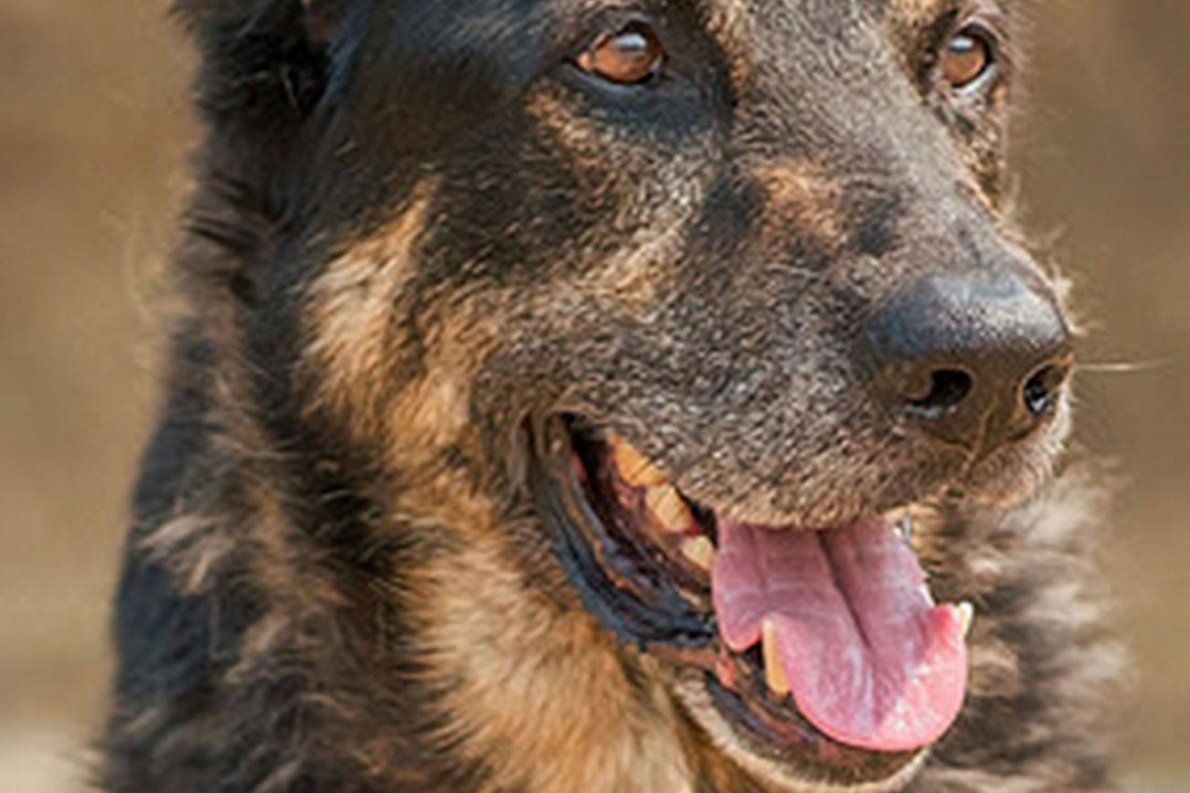 These eight dogs at Everett Animal Shelter need new homes