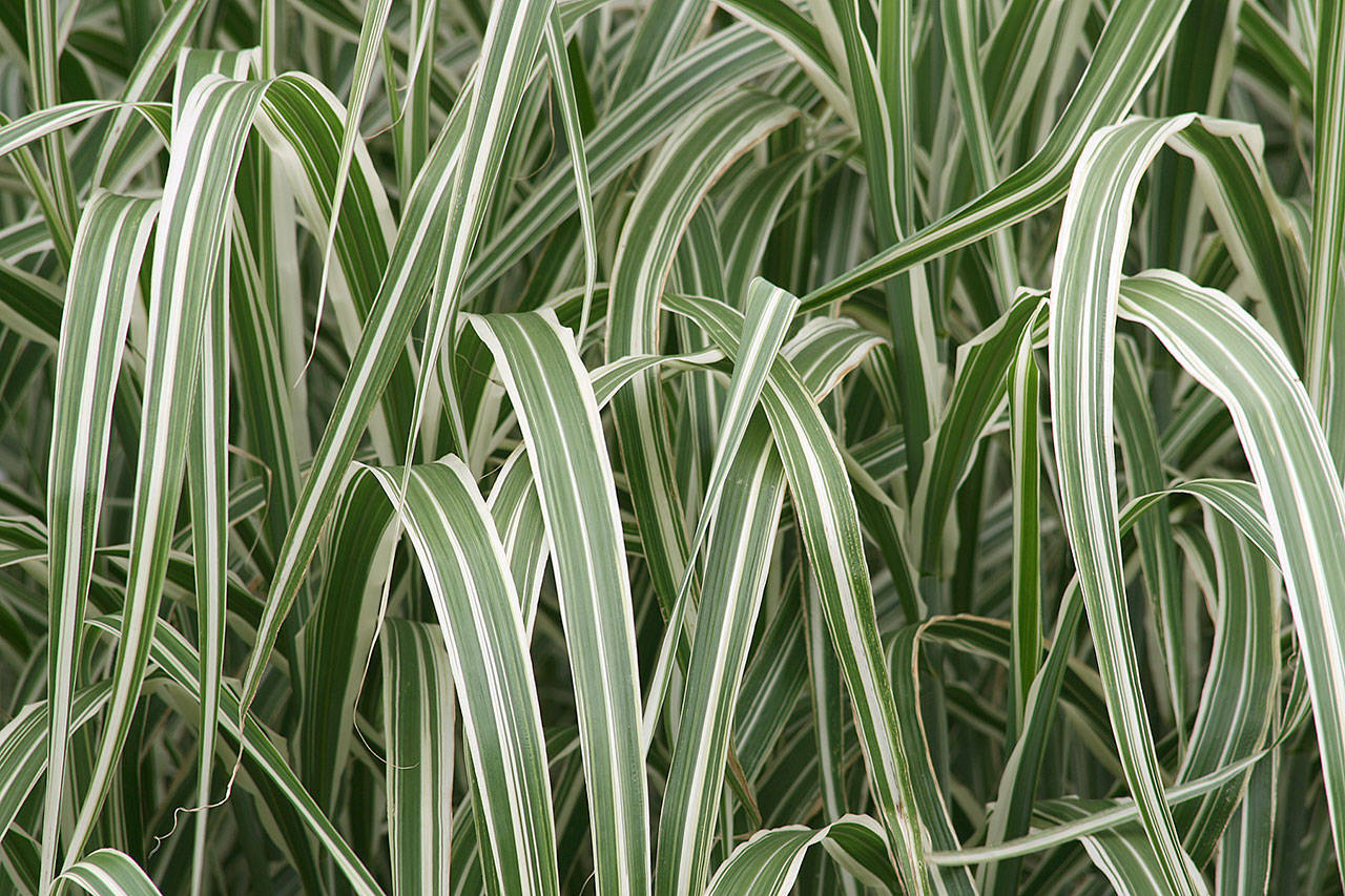 “Cabaret” variegated maiden grass is noted for its wide green leaves with a creamy vein along the midline of each leaf. (Richie Steffen)