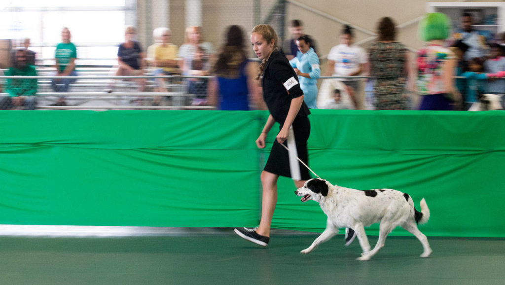 Dogs are shown during competition during the opening day of the 2017 Evergreen State Fair on Thursday in Monroe. (Andy Bronson / The Herald)
