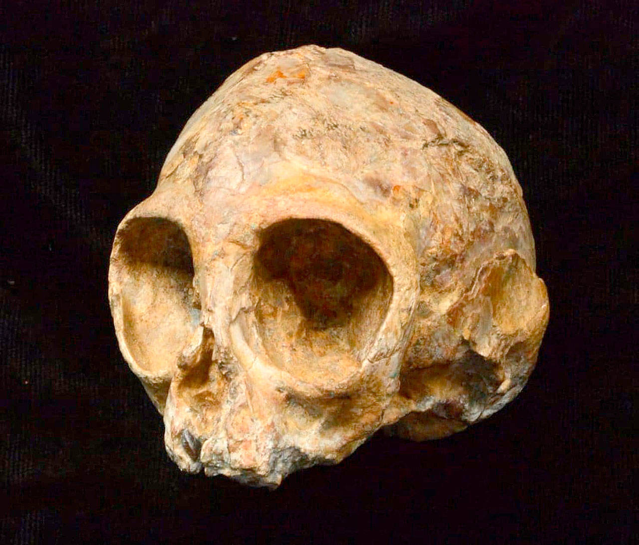 Alesi, the skull of the extinct ape species Nyanzapithecus alesi. (Fred Spoor, Isaiah Nengo)