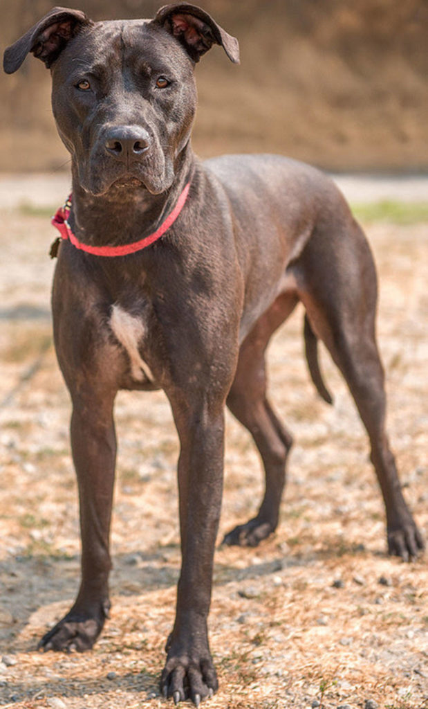 Lexa sure is active! She needs a home where she can be mentally stimulated and go for long walks. She is not suited for apartments and her home will need a secure fenced yard. She can easily jump fences so will need to monitored while outside. She can be dominant with other dogs and she plays rough. She has never lived with cats and will likely chase them. She knows several commands but tends to get excited and jump up on people. Lexa is very strong on the leash and would benefit from behavioral classes. (Curt Story/Everett Animal Shelter)
