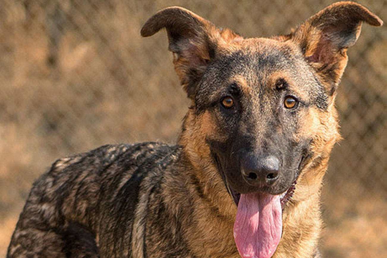 Four dogs up for adoption at Everett Animal Shelter