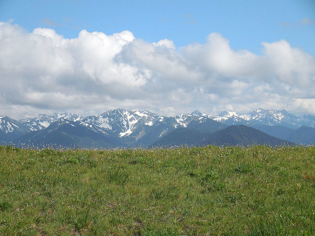 Hurricane Ridge offers panoramic view of the Olympic Mountains. (Olympic National Park)
