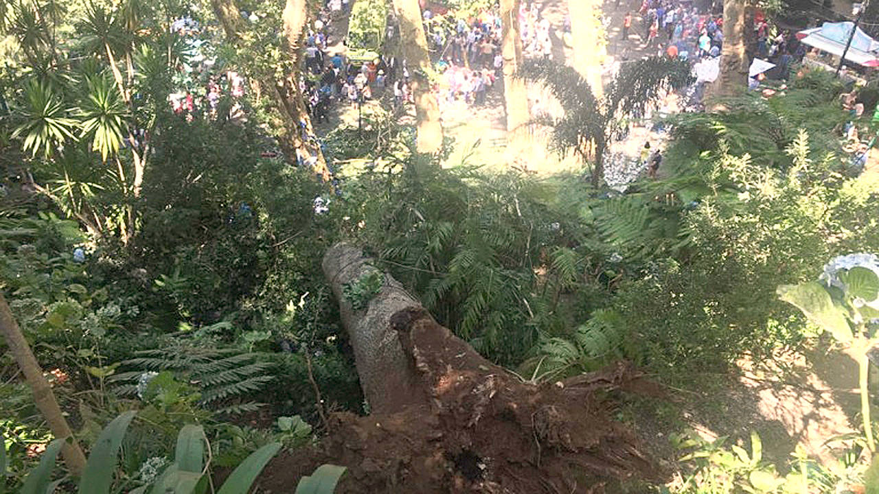 The scene where a tree fell on a large crowd gathered as part of a traditional religious festival in the outskirts of Funchal, the capital of Madeira island, Portugal. (Catarina Nunes/Diario de Noticias da Madeira, via AP)