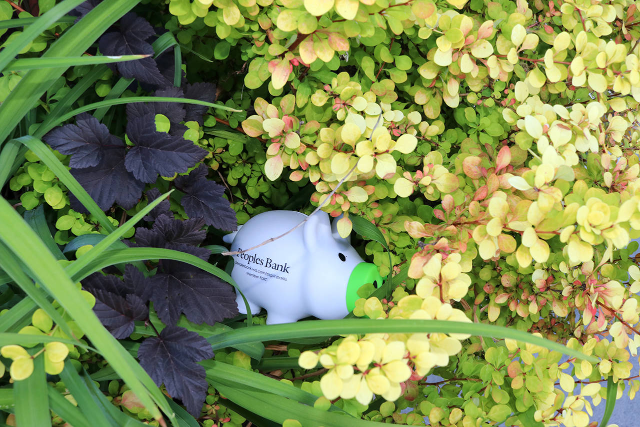 Piggy banks hidden in Snohomish County parks to promote savings