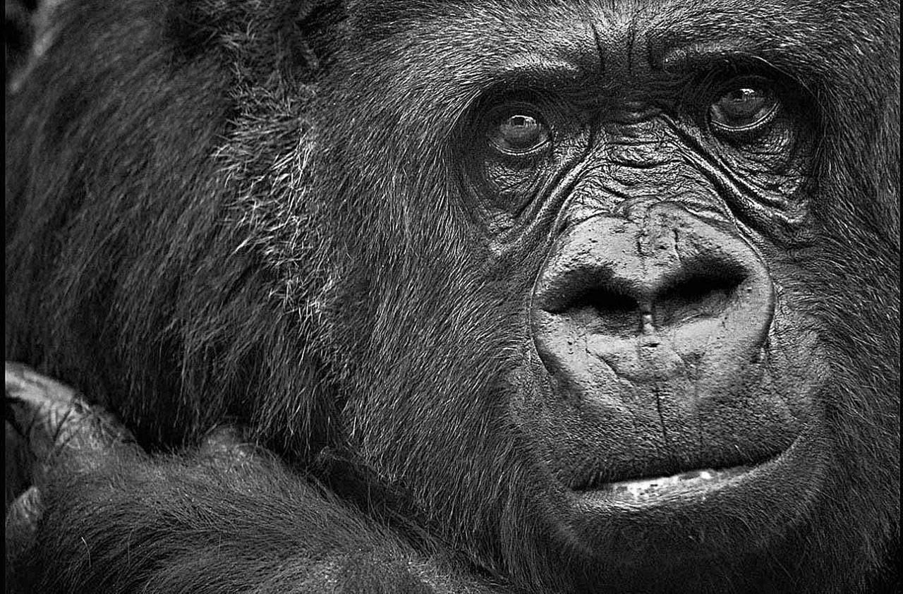 Tiffany, a female lowland gorilla, died of cancer at age 49. (Emily DeShazer/The Topeka Capital-Journal)