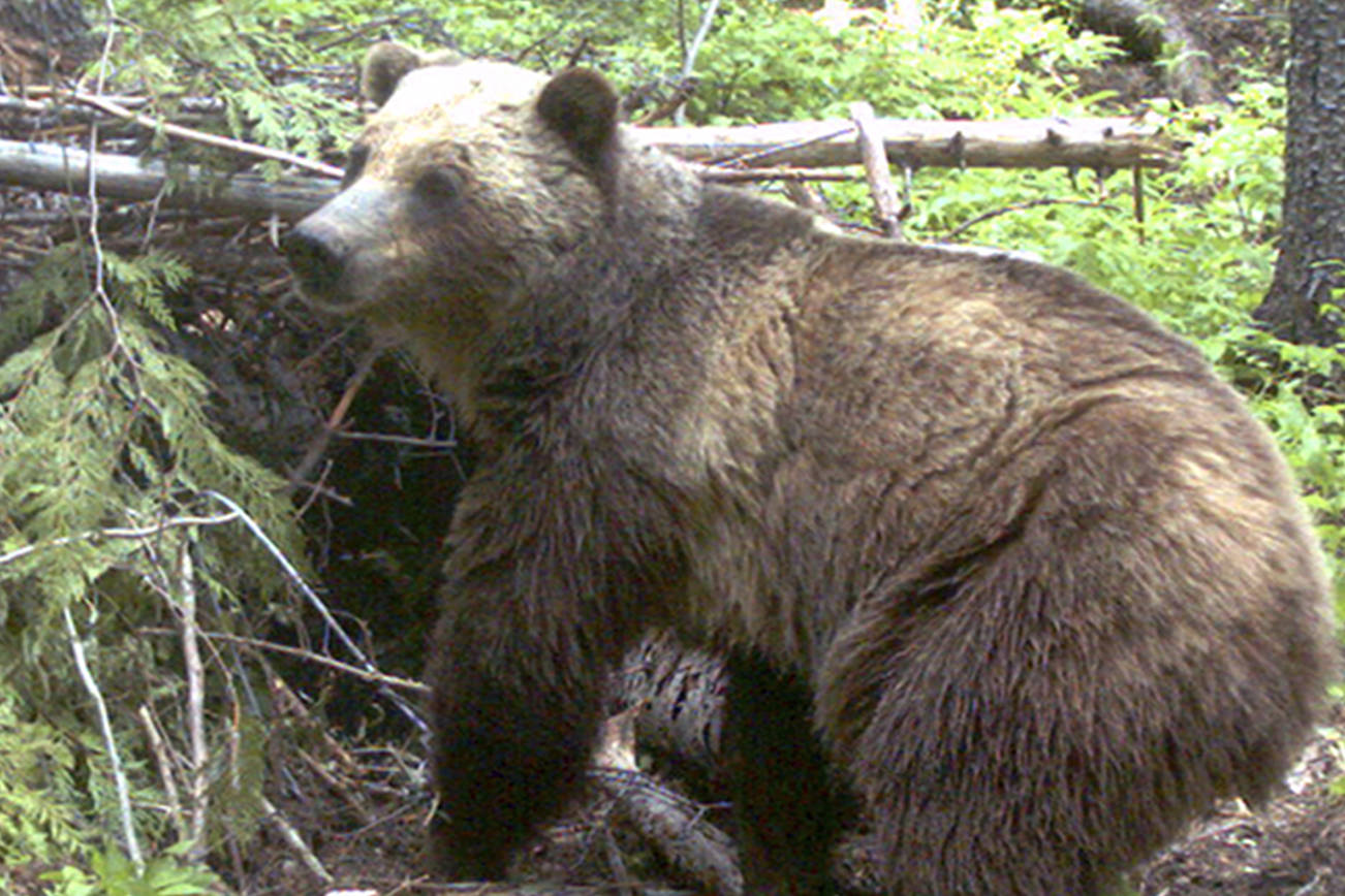 Judge: Bears near US-Canada border merit endangered status
