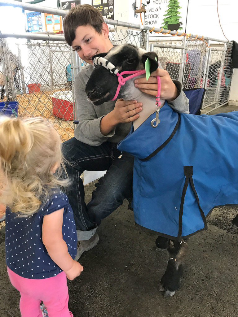 Ella Snitily, 17 months, of Edmonds, listens to Riley Holloway talk about his ram Hercules at the Evergreen State Fair in Monroe. (Gale Fiege / The Herald)
