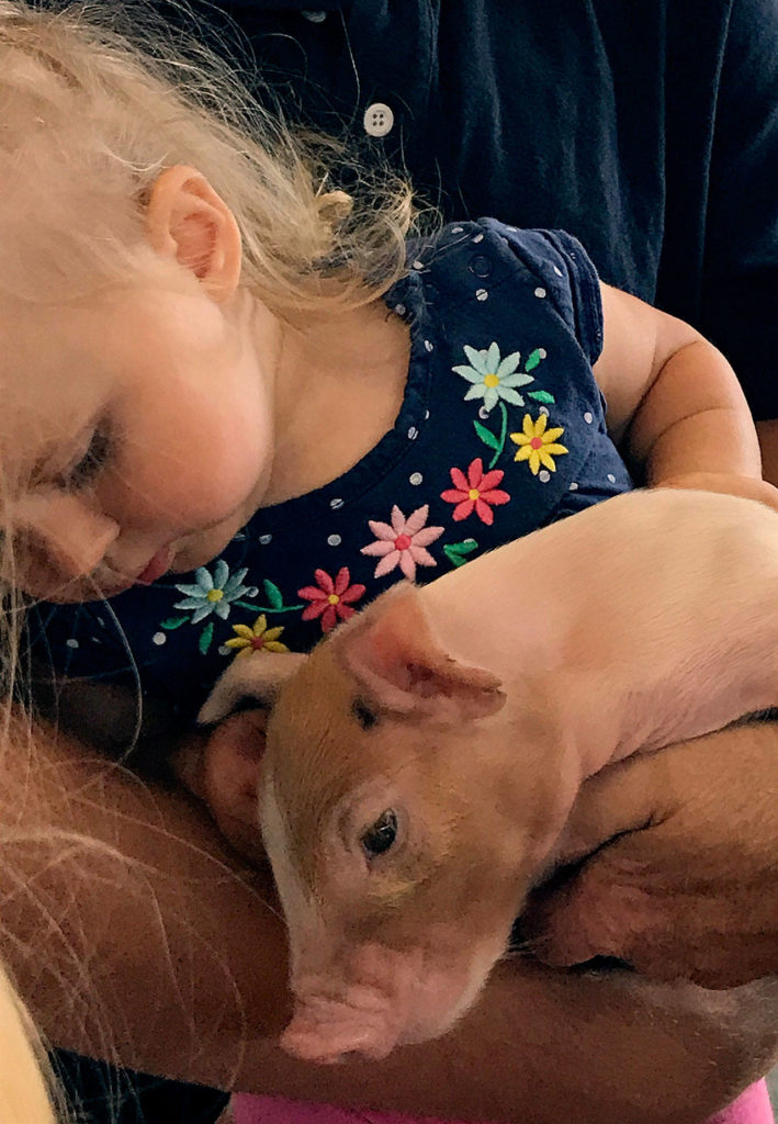 Ella Snitily take a closer look at one of the piglets in the hog barn at the fair. (Gale Fiege / The Herald)
