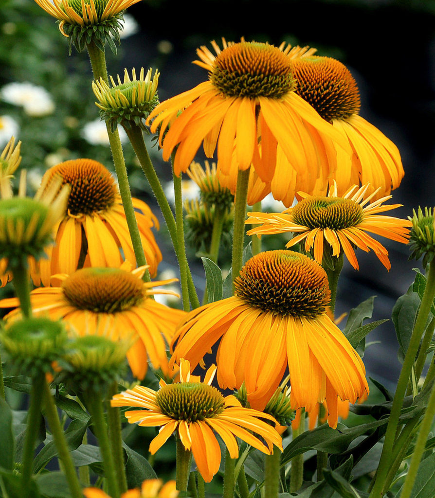 Echinacea “Sunbird” has gold shuttlecock-shaped flowers that bloom in the summer and fall. The flowers have an unusually long lifespan and hold their color until the end of the bloom cycle. (Photo courtesy of Terra Nova Nurseries)
