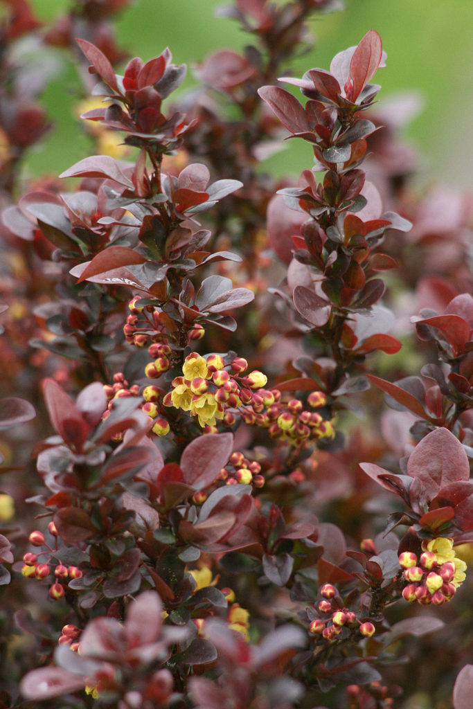 Dwarf purple leaf Japanese barberry adds lovely color to a garden. This barberry holds its deep red-burgundy color through the growing season until fall, when it brightens to crimson before dropping its leaves. (Richie Steffen / Great Plant Picks)
