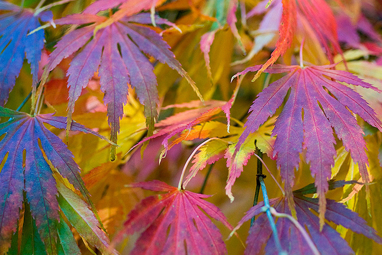 Fall foliage: Add these colorful leaves to the autumn garden