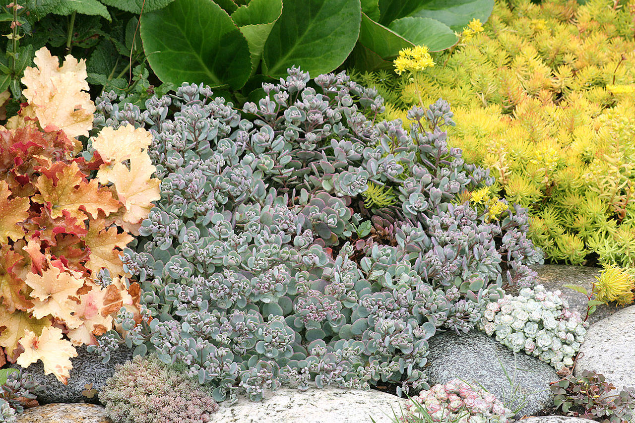 “Lidakense” sedum, or stonecrop, grows a dense mat of blue-gray leaves tinged with purple on its edges. (Richie Steffen)