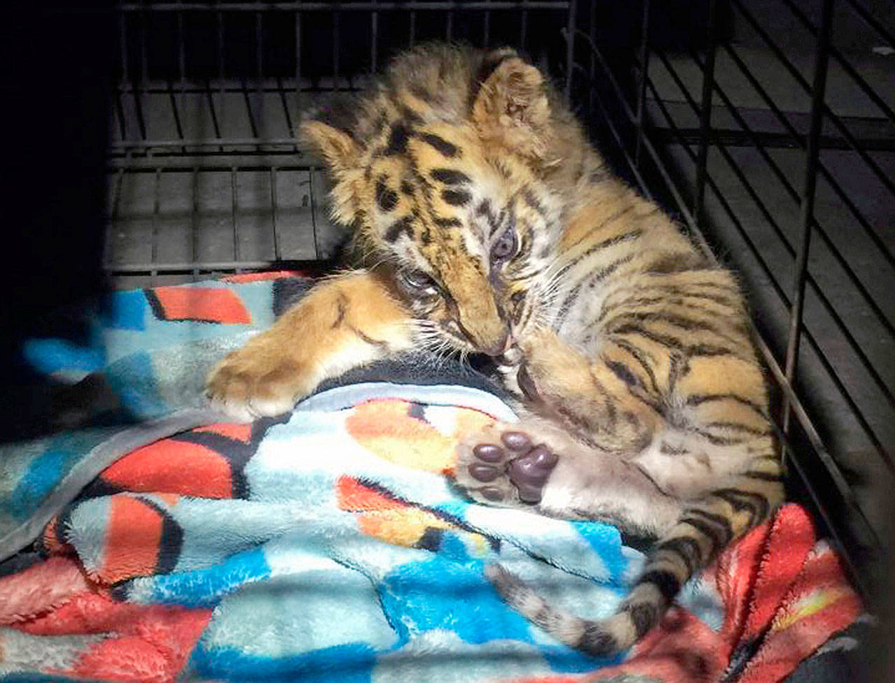 This male tiger cub that was confiscated at the U.S. border crossing at Otay Mesa southeast of downtown San Diego early Wednesday. CBP said in a news release Thursday that the cub was found during a routine inspection of the car, crossing from Mexico into the U.S. Officials say the 18-year-old driver is a U.S. citizen and has been arrested. (U.S. Customs and Border Protection via AP)