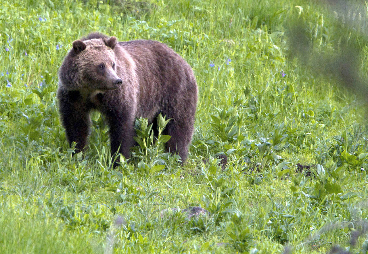 This 2011 photo shows a grizzly bear roaming near Beaver Lake in Yellowstone National Park, Wyoming. (AP Photo/Jim Urquhart, File)