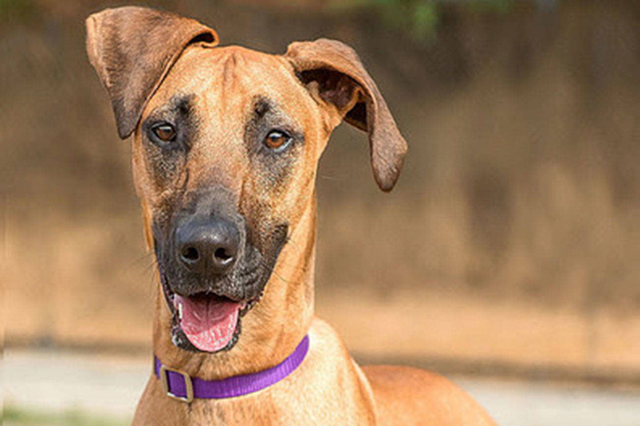 Meet Stella, up for adoption from Everett Animal Shelter