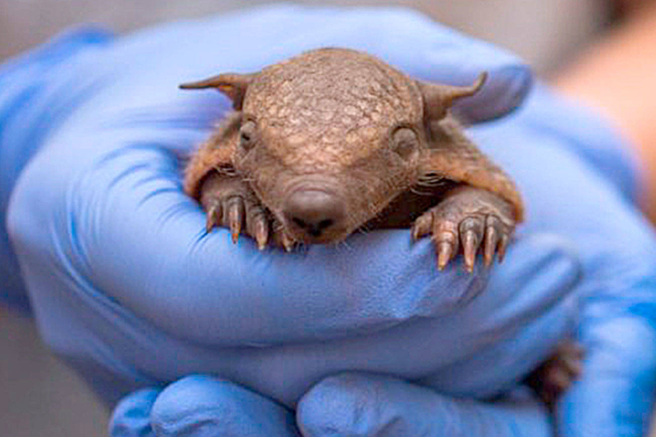 Two screaming hairy armadillos born at National Zoo