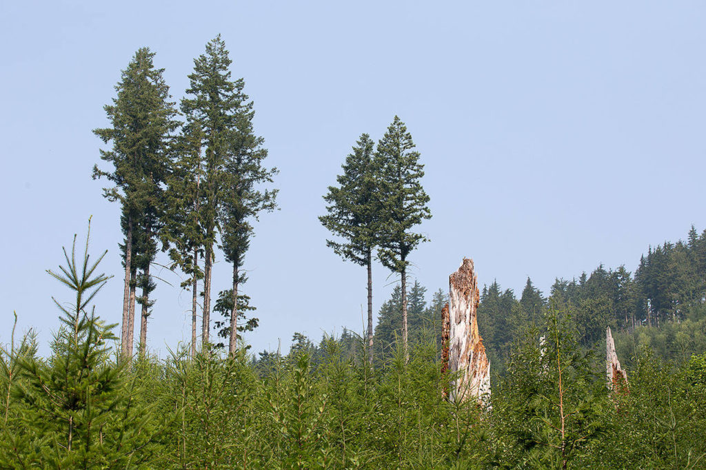 Snags and trees, left over from the previous logging, tower over the new plantings in Grandview Unit 2 on Aug. 3 in Arlington. (Andy Bronson / The Herald)
