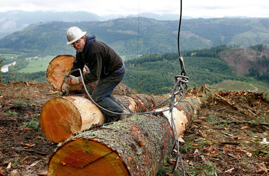 Joe Paul hustles to remove the chokers from a set of logs harvested from state owned timberland in 2009. (Herald file.)
