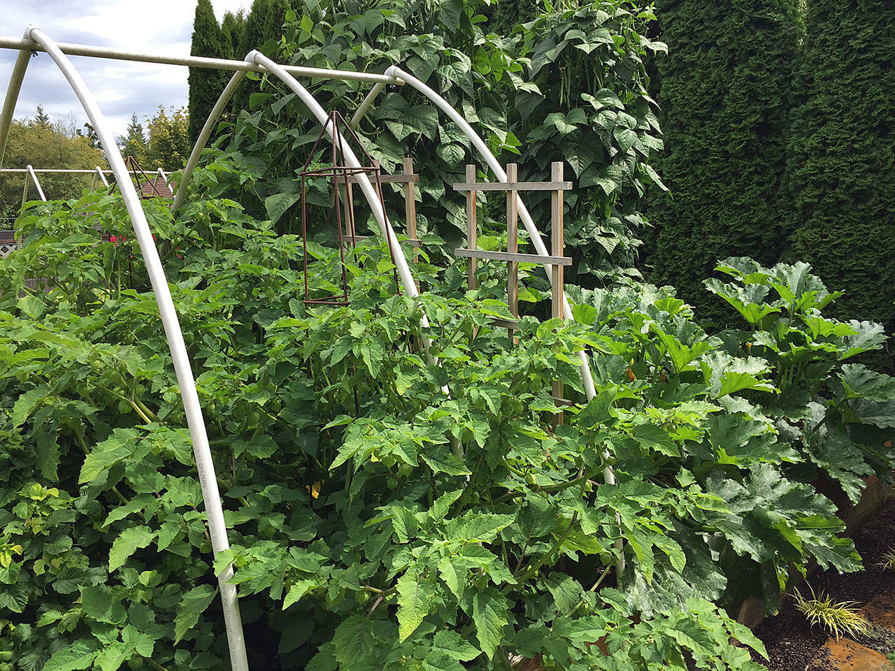 The author’s vegetable garden is made up of three raised planting beds. (Nicole Phillips/For The Herald)