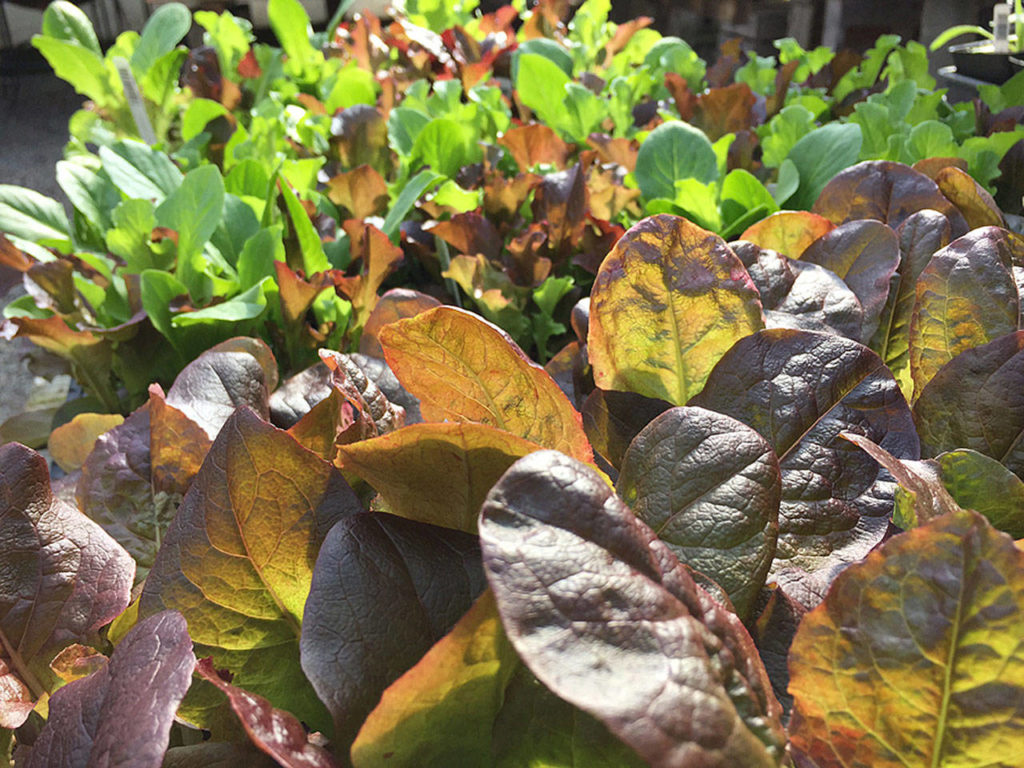 The author has a variety of veggie starts growing in his vegetable garden. (Nicole Phillips/For The Herald)
