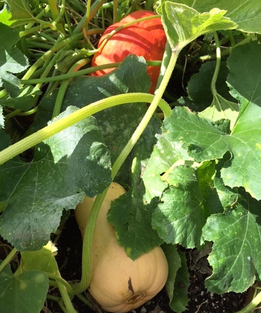 The author is growing squash and pumpkins in his garden. (Nicole Phillips/For The Herald)
