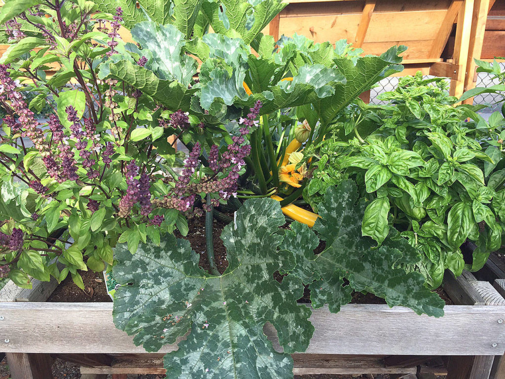 A vegetable bin in the author’s garden from last fall. (Nicole Phillips/For The Herald)
