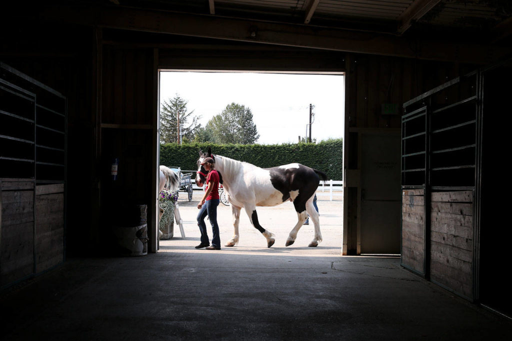 A handler walks her charge past the stables at the Evergreen State Fair on Sunday. (Kevin Clark / The Herald)
