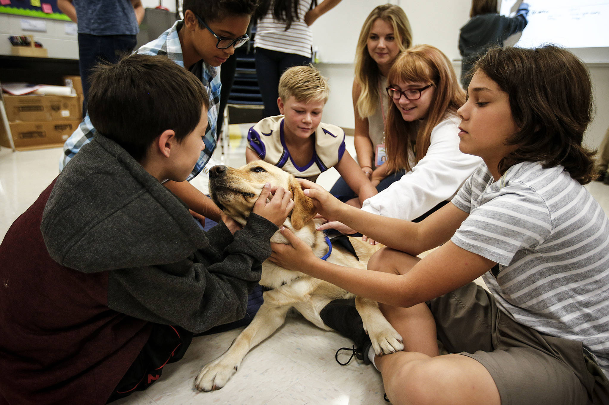 Bruce, a golden retriever-Labrador mix, greets sixth and seventh grade students during a homeroom class at Lake Stevens Middle School on Thursday, Sept. 7. Bruce, a trained facility dog, is bred to provide assistance and emotional support to people in a group environment. (Ian Terry / The Herald)