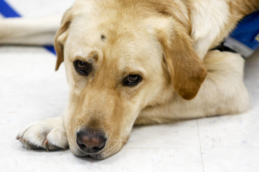 Bruce, a golden retriever-Labrador mix, rests on the floor during a homeroom class at Lake Stevens Middle School on Thursday, Sept. 7. (Ian Terry / The Herald)
