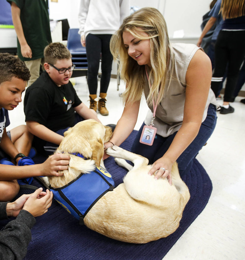 Hannah Herkert (right), a mental health support specialist, joins students at Lake Stevens Middle School in playing with Bruce, a trained facility dog, during a homeroom class on Thursday, Sept. 7. Herkert spent two weeks in California over the summer working with Bruce so he could accompany her to work each day at the school. (Ian Terry / The Herald)
