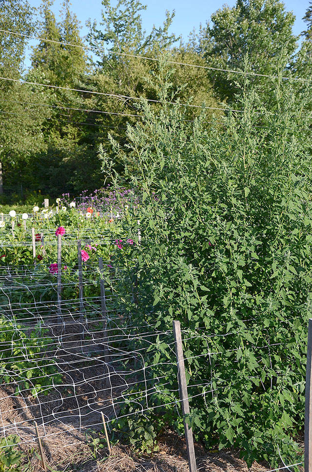 A pair of lamb’s quarters plants, taller than the author, claimed victory in one of her dahlia beds before they were cut down. (Barbara Damrosch)