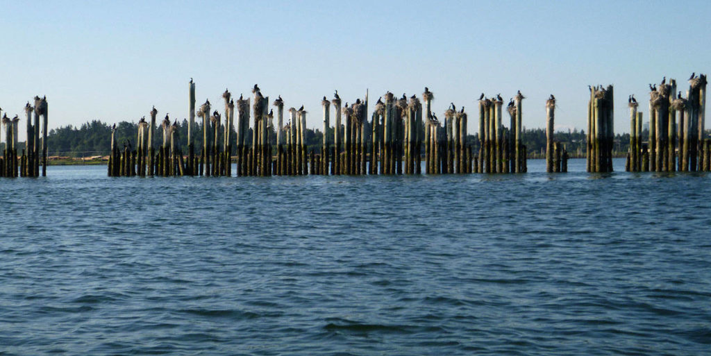 From Jaquette’s own collection of photographs, cormorants are captured nesting up and down the Snohomish River delta on pilings. (Photo by Bill Jaquette)
