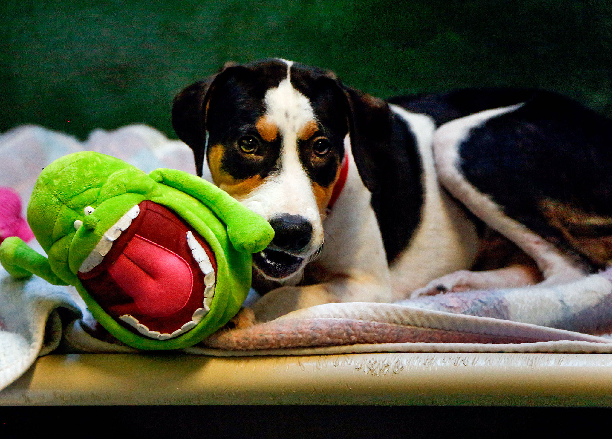 At PAWS in Lynnwood, Jack, a young beagle mix from Texas, chews on a comfort creature while waiting for adoption. (Dan Bates / The Herald)